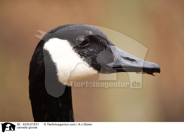 Kanadagans / canada goose / AVD-01531