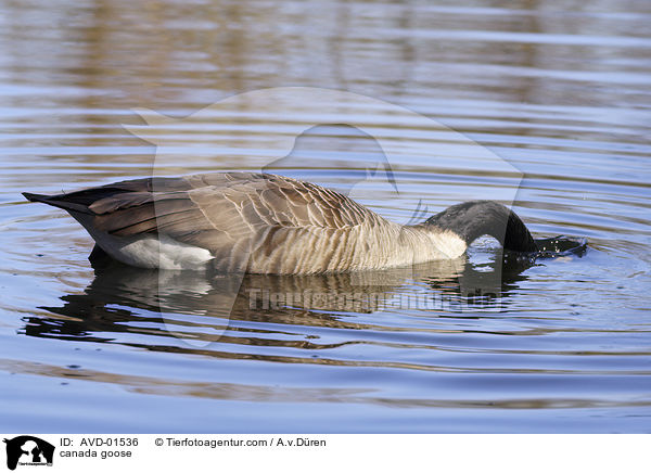 Kanadagans / canada goose / AVD-01536
