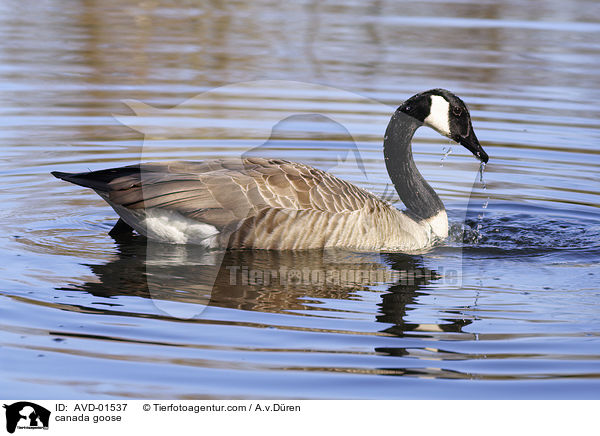 Kanadagans / canada goose / AVD-01537