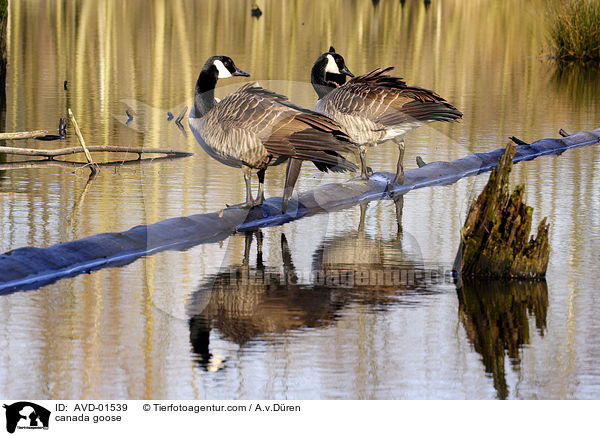Kanadagans / canada goose / AVD-01539