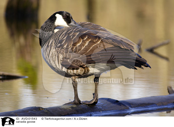 Kanadagans / canada goose / AVD-01543