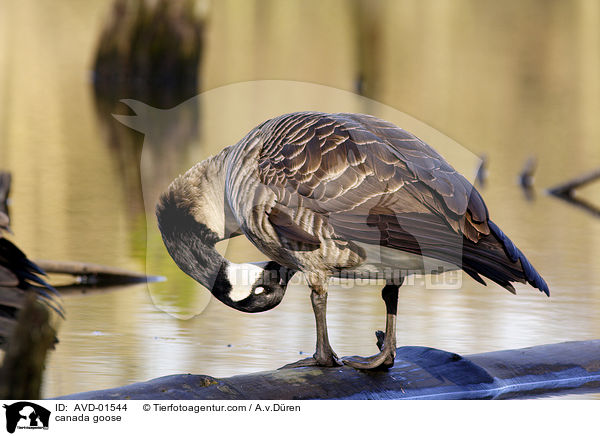 Kanadagans / canada goose / AVD-01544