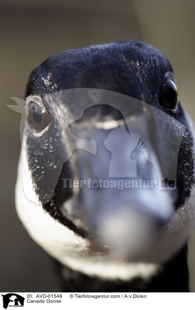 Kanadagans / Canada Goose / AVD-01548