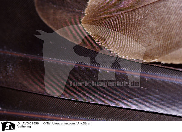 Gefiederstruktur der Kanadagnse / feathering / AVD-01556