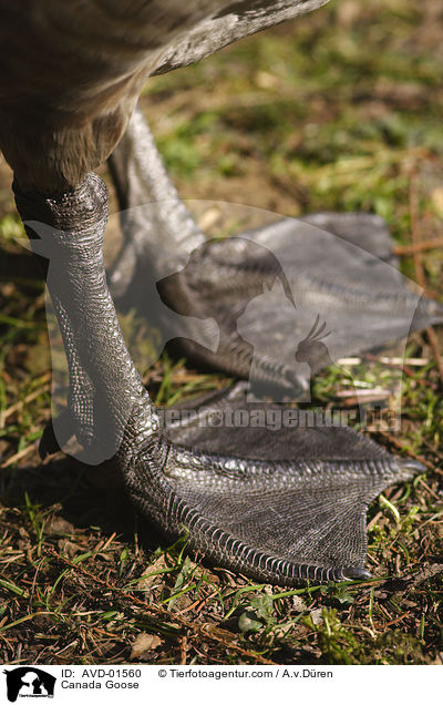 beschuppte Kanadagansbeine / Canada Goose / AVD-01560