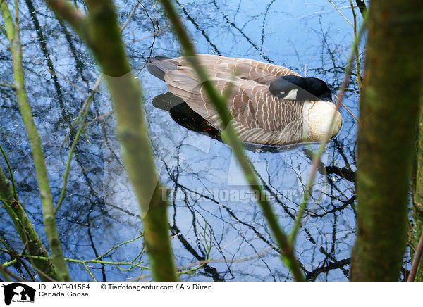 schlafende Kanadagans / Canada Goose / AVD-01564