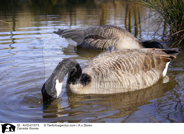 grndelnde Kanadagans / Canada Goose / AVD-01573