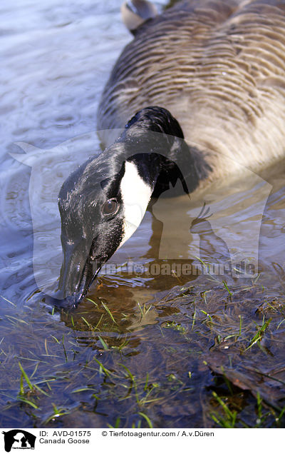grndelnde Kanadagans / Canada Goose / AVD-01575