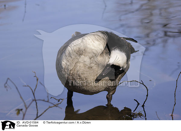 gefiederpflege einer Kanadagans / Canada Goose / AVD-01584