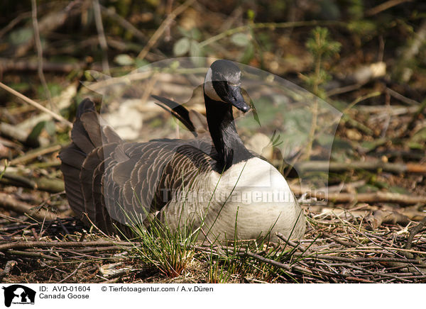 Kanadagans am brten / Canada Goose / AVD-01604