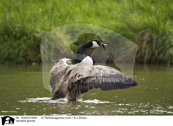 canada goose / AVD-01694