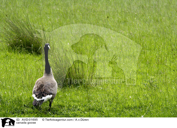 Kanadagans / canada goose / AVD-01695