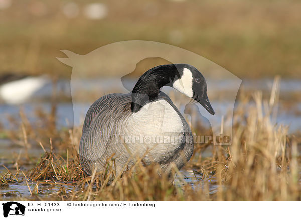 canada goose / FL-01433
