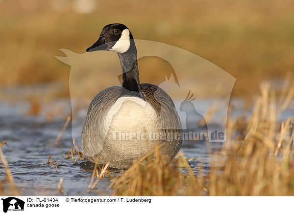 Kanadagans / canada goose / FL-01434