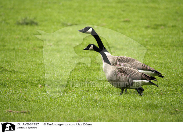 Kanadagans / canada goose / AVD-01797