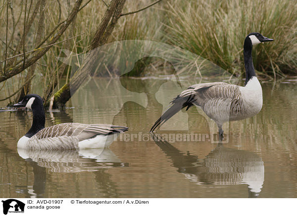 Kanadagans / canada goose / AVD-01907