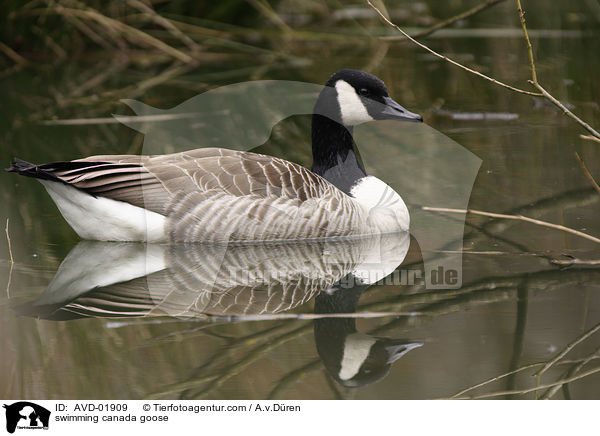 schwimmende Kanadagans / swimming canada goose / AVD-01909