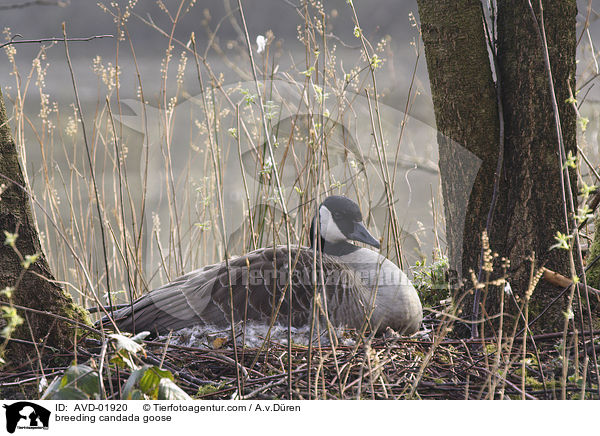 brtende Kanadagans / breeding candada goose / AVD-01920