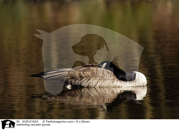 schwimmende Kanadagans / swimming canada goose / AVD-01924