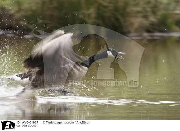 Kanadagans / canada goose / AVD-01927