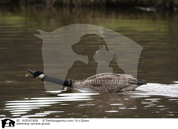 schwimmende Kanadagans / swimming canada goose / AVD-01928