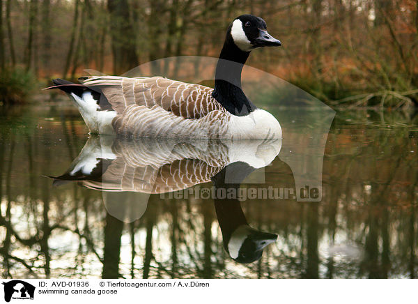 schwimmende Kanadagans / swimming canada goose / AVD-01936