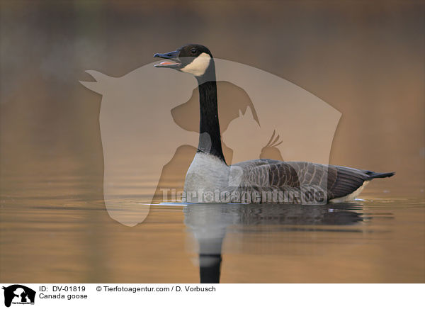 Kanadagans / Canada goose / DV-01819