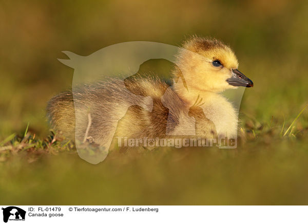 Kanadagans Kken / Canada goose / FL-01479