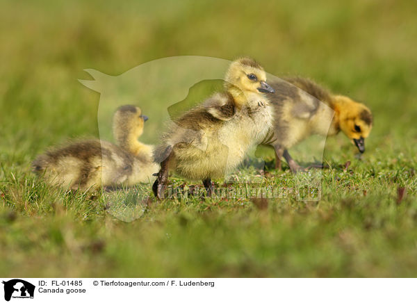 Kanadagnse Kken / Canada goose / FL-01485