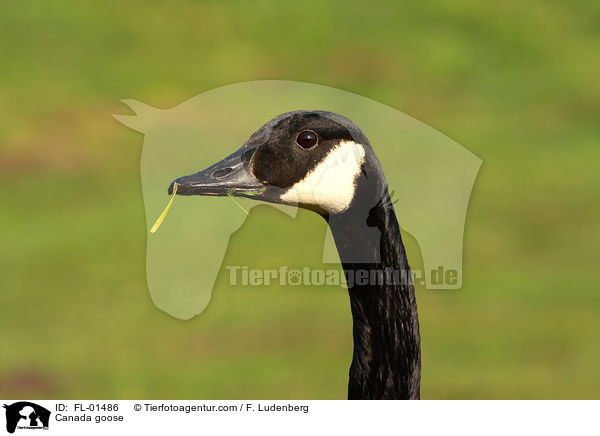 Kanadagans / Canada goose / FL-01486