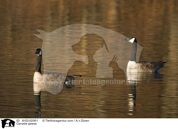 Kanadagnse / Canada geese / AVD-02061
