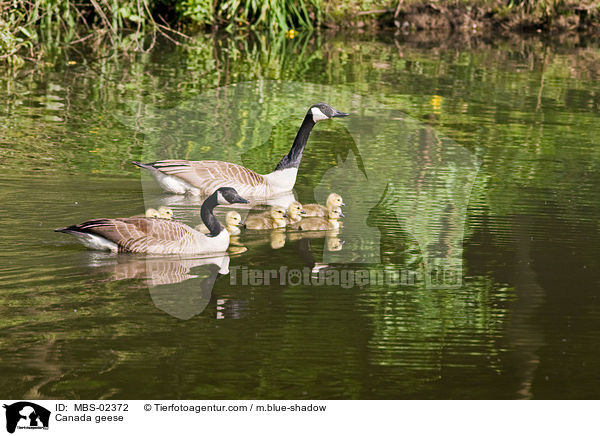 Kanadagnse / Canada geese / MBS-02372