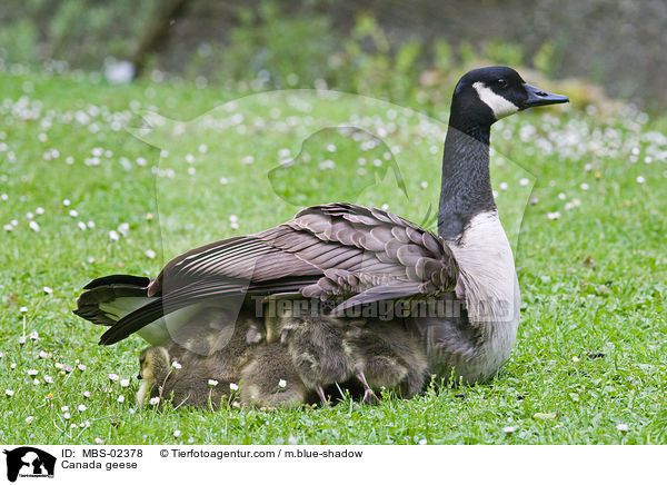 Kanadagnse / Canada geese / MBS-02378