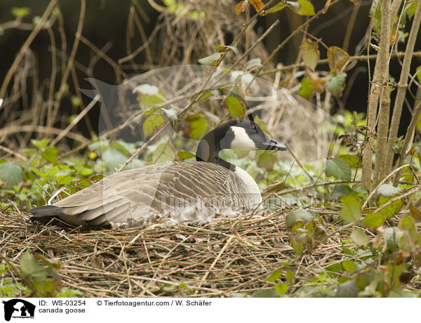 Kanadagans / canada goose / WS-03254