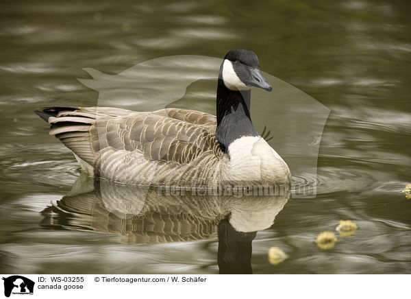 Kanadagans / canada goose / WS-03255