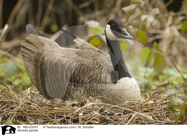Kanadagans / canada goose / WS-03257