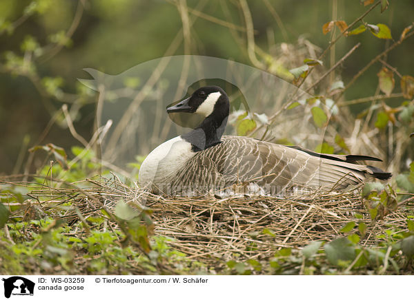 Kanadagans / canada goose / WS-03259
