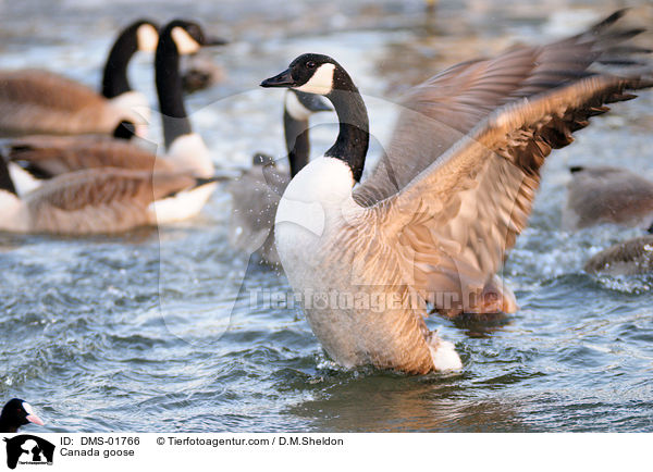 Canada goose / DMS-01766