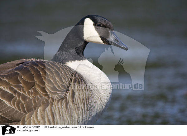 Kanadagans / canada goose / AVD-02202