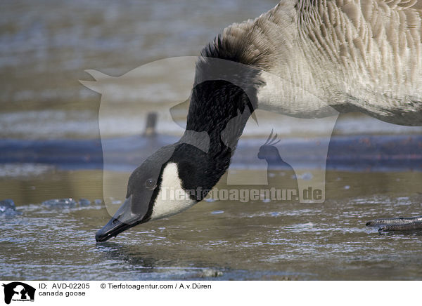 Kanadagans / canada goose / AVD-02205
