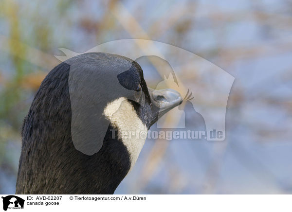 Kanadagans / canada goose / AVD-02207