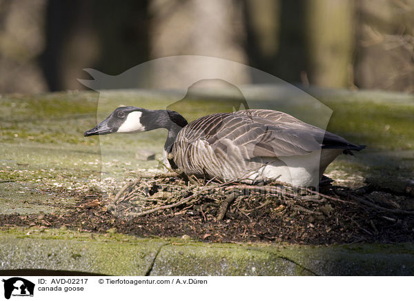 Kanadagans / canada goose / AVD-02217