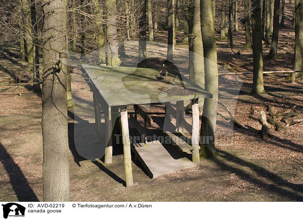 Kanadagans / canada goose / AVD-02219