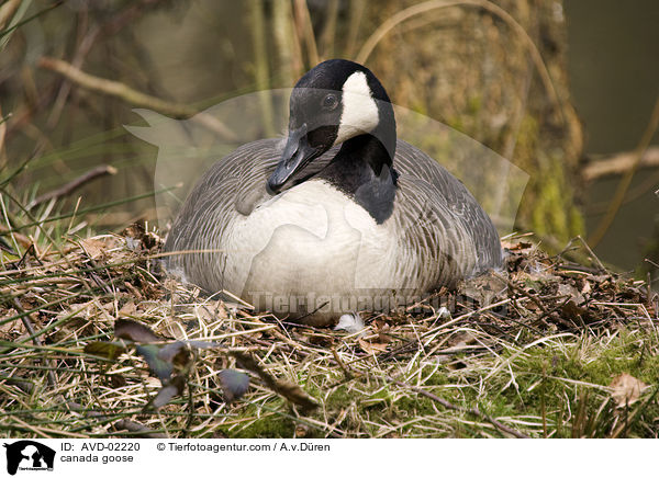 Kanadagans / canada goose / AVD-02220
