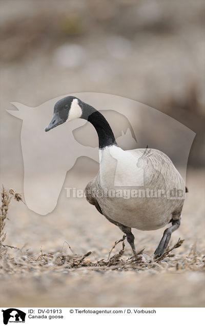 Kanadagans / Canada goose / DV-01913