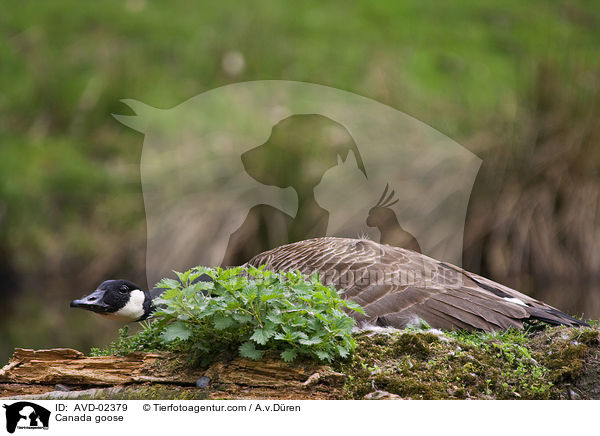 Kanadagans / Canada goose / AVD-02379