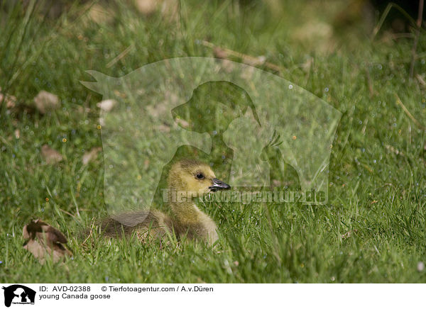 junge Kanadagans / young Canada goose / AVD-02388