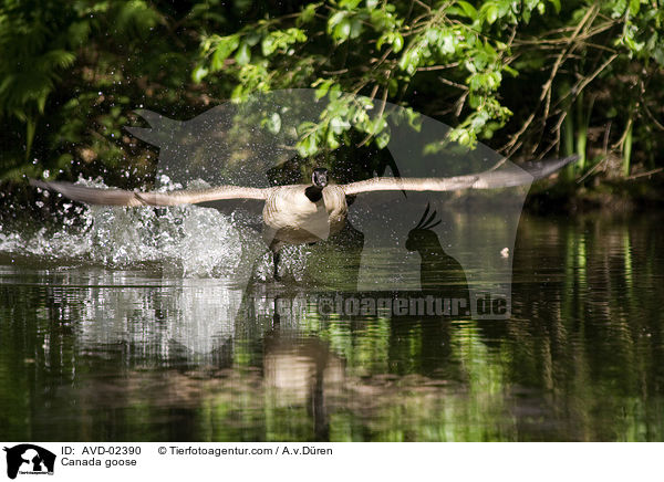 Kanadagans / Canada goose / AVD-02390