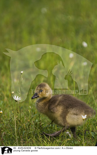 young Canada goose / AVD-02409