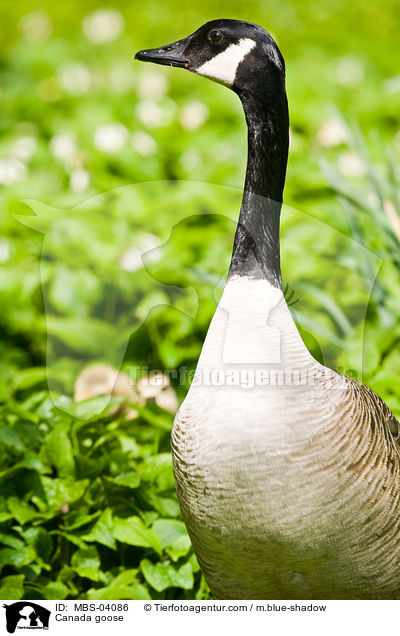 Kanadagans / Canada goose / MBS-04086
